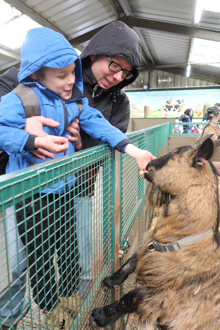 World of Dinosaurs - part of Paradise Wildlife Park! It's an enclosure packed with 30 life size, moving and animated dinosaurs, featuring T-Rex, Stegosaurus, Tricerotops and more! It's a wonderful family day out with lots to explore! www.intolerantgourmand,com